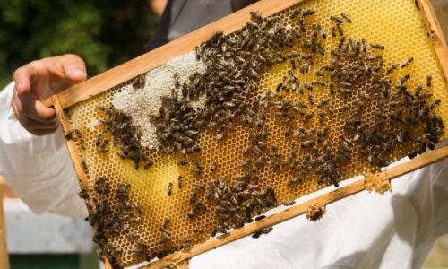 abejas.jpg