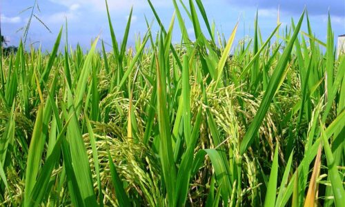 arroz-1-1.jpg