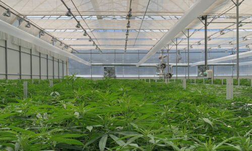 cannabis.jpg