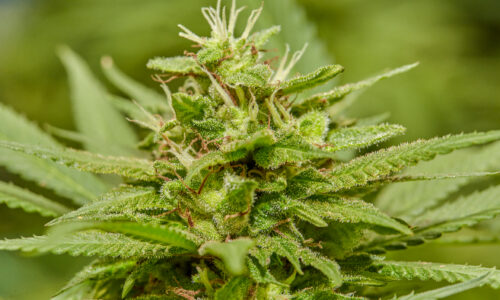 cannabis-web.jpg