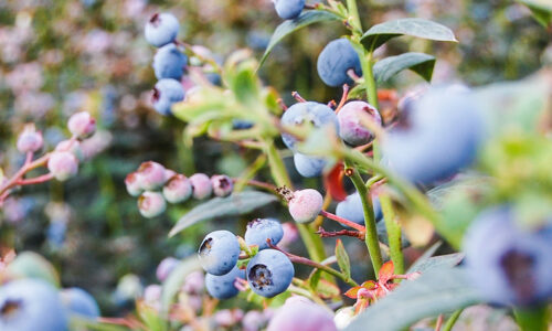 la-fruta-2.jpg