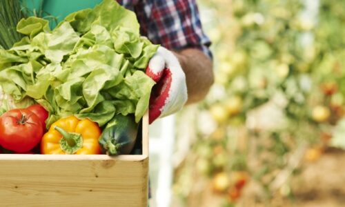 sistema-alimentario-alimentos-1.jpg