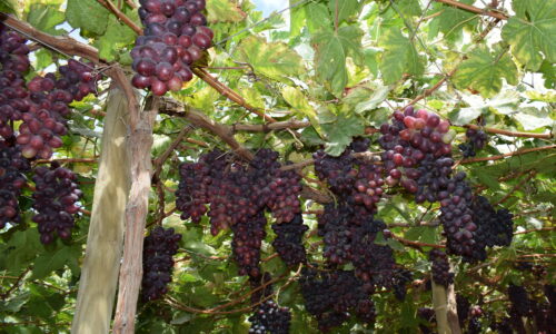 uva-negra-1-e1589835549871.jpg