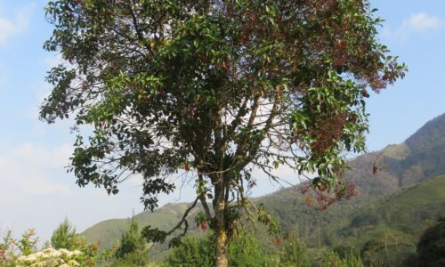 arbol-de-la-quina-inia.jpg